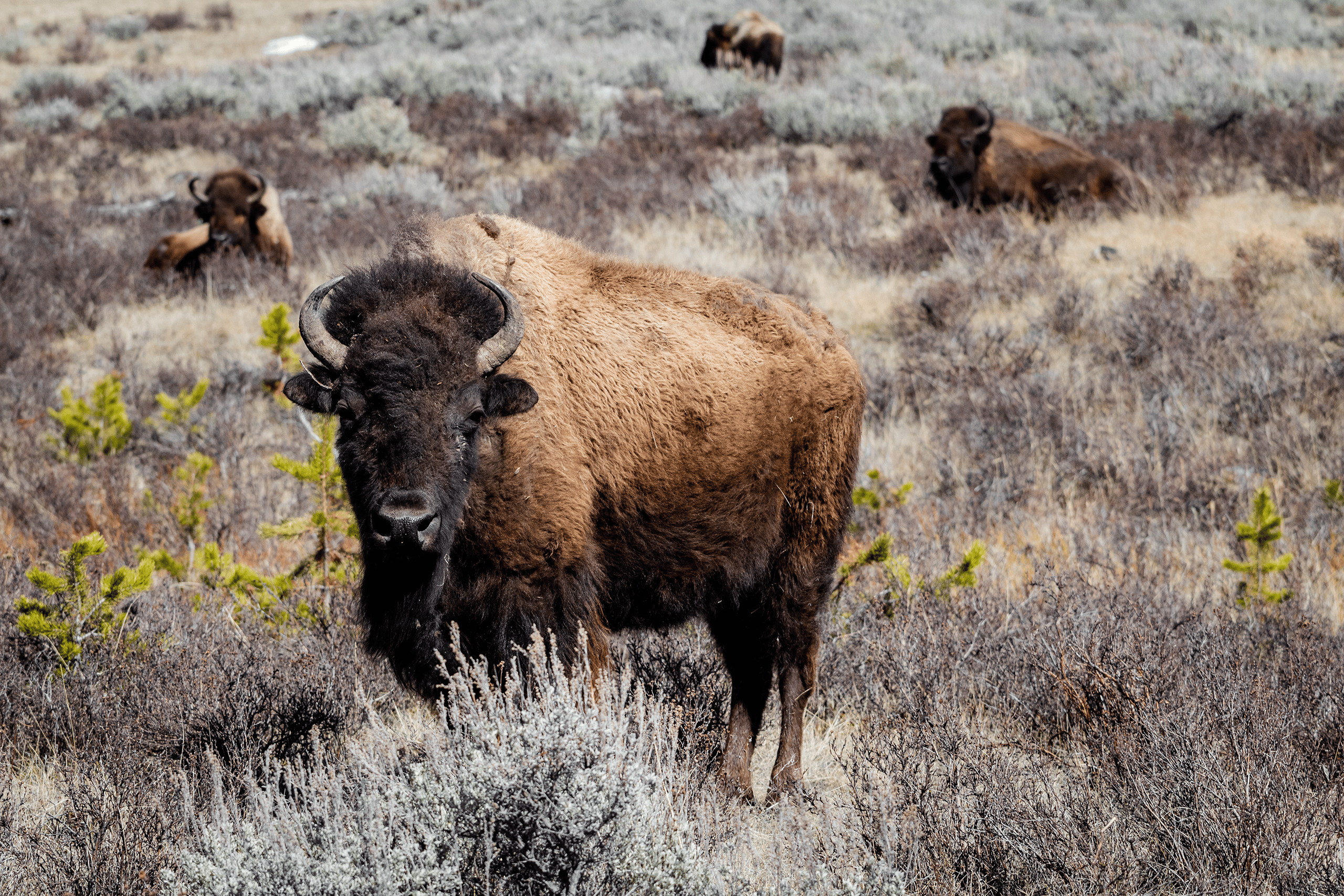 buffalo standing in a field