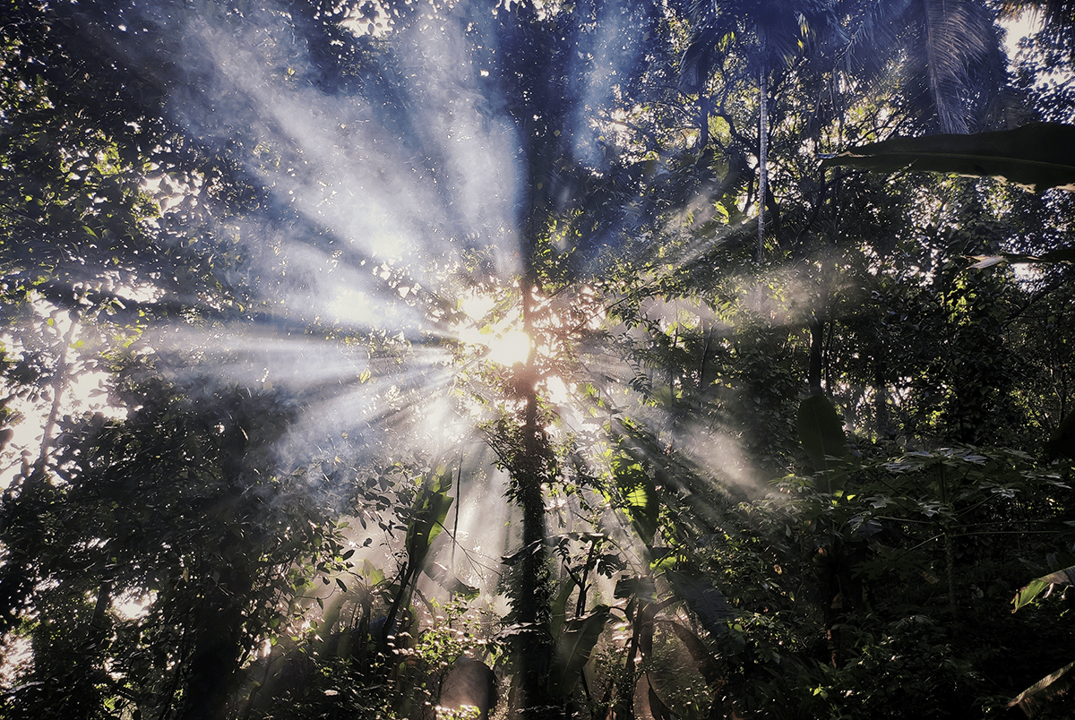forest canopy with light shining through