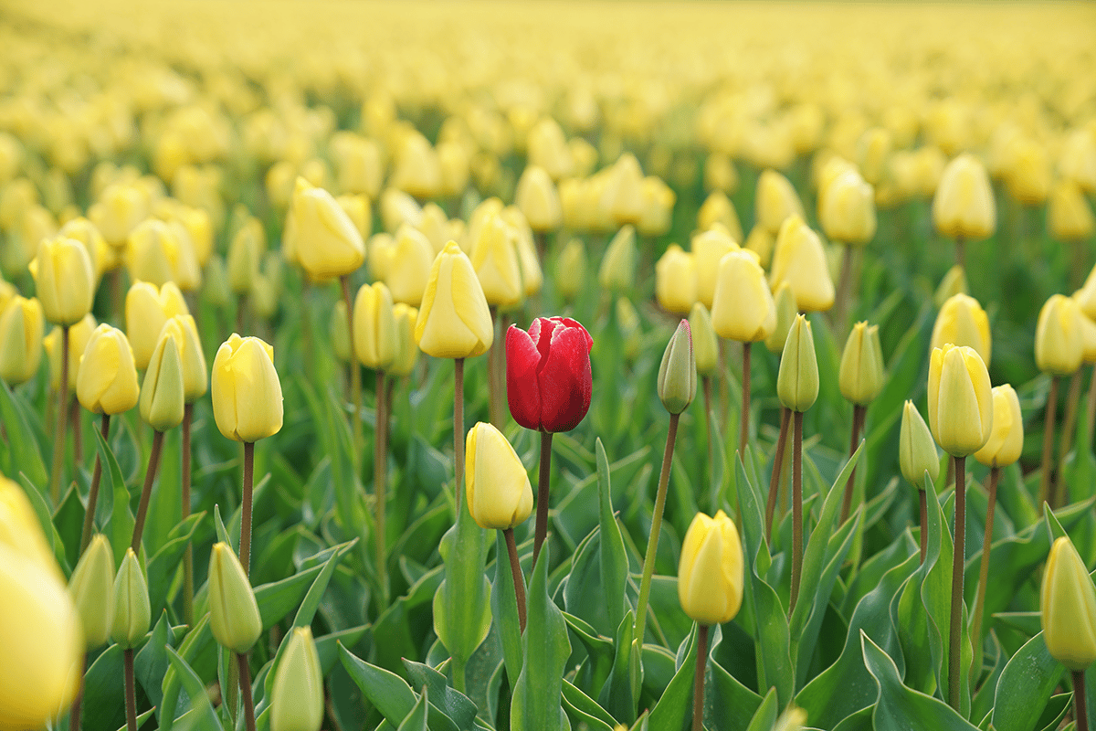 one red flower in a field of yellow flowers