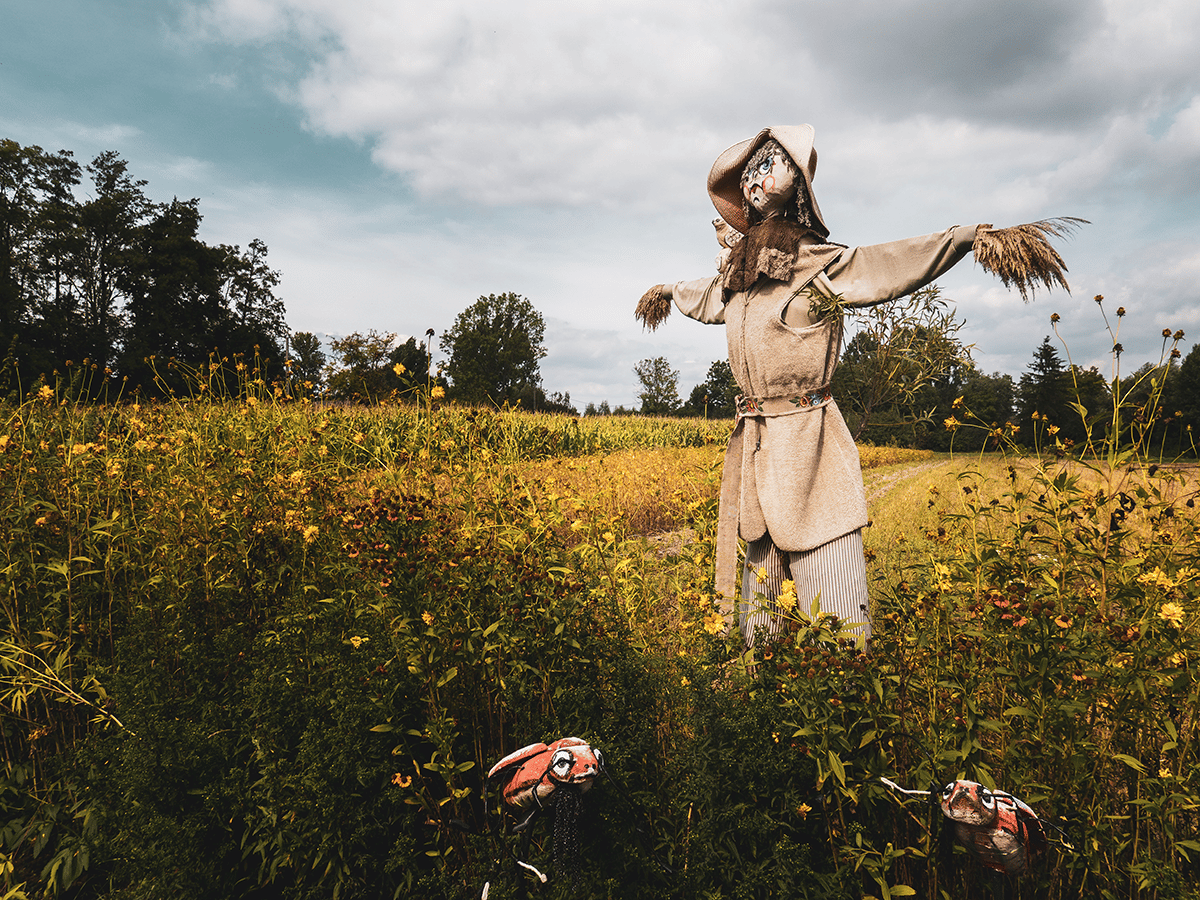 scarecrow in a field