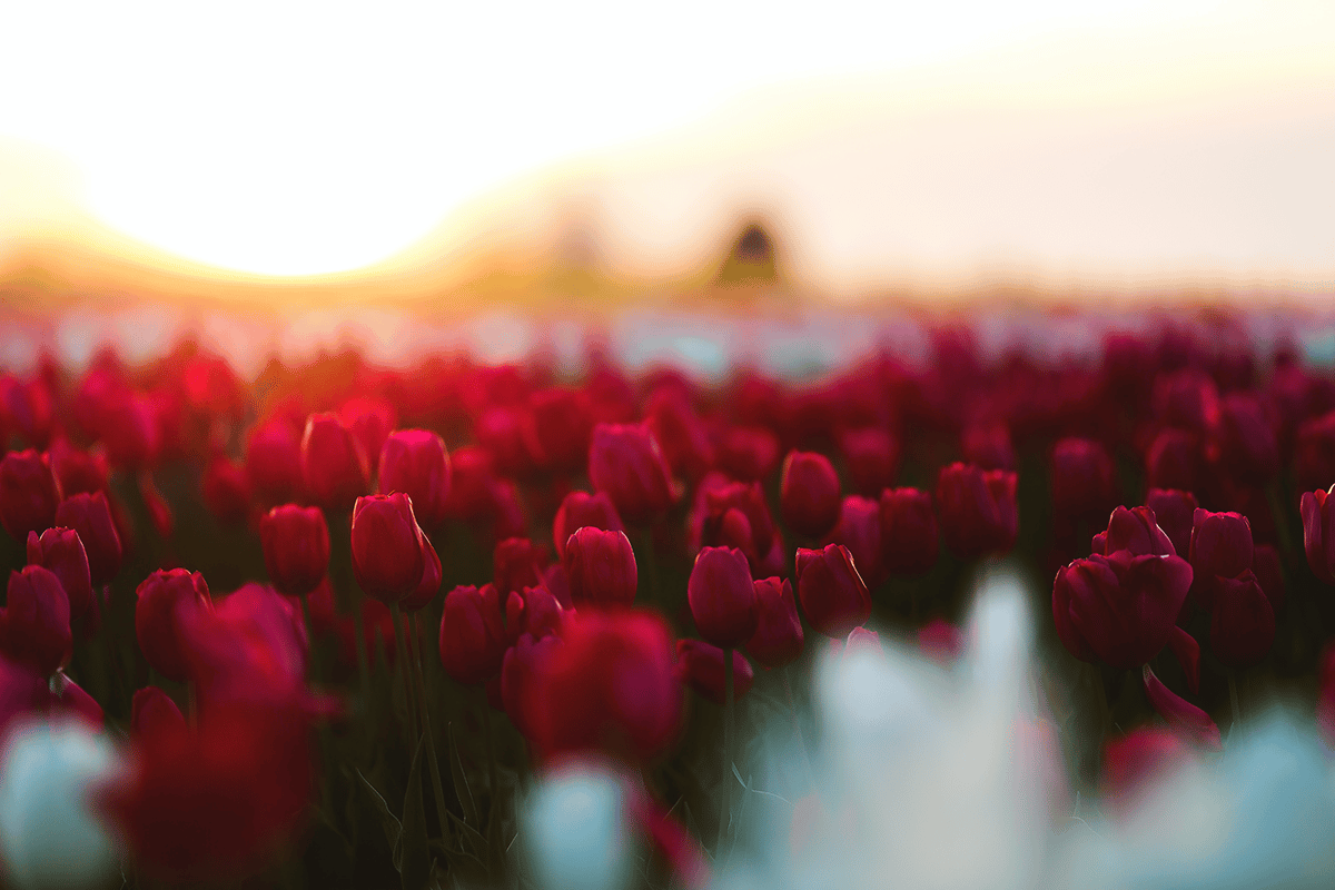 tulips in a field