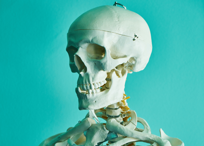 human skeleton on display in office